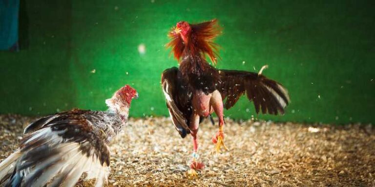 Top Fighting Cocks - Discover the World of Horned Warriors