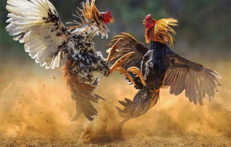 History and Origin of Fighting Cocks