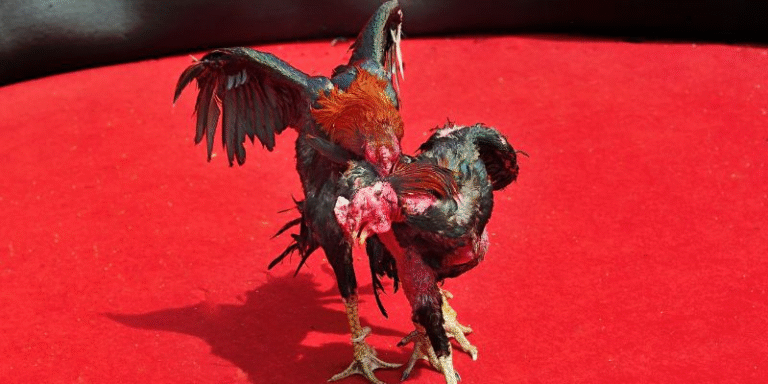 History and culture of fighting cocks