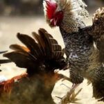 Beautifully hatched fighting cock: An entertainment masterpiece that cannot be criticized!