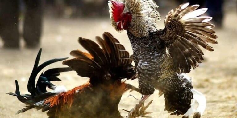 Beautifully hatched fighting cock: An entertainment masterpiece that cannot be criticized!