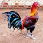 Legendary Fighting Cock - Journey from Native to the Peak of the Gangster World